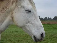 马泰拉前锋伤情曝光,或将暂别绿茵场 马泰拉前锋伤情曝光,或将暂别绿茵场